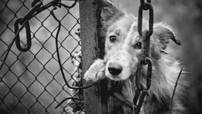 Savaştan etkilenen sadece insanlar mı?