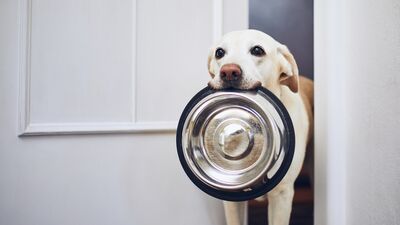 Köpeklere bu yiyecekleri sakın vermeyin