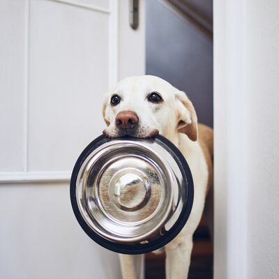 Köpeklere bu yiyecekleri sakın vermeyin
