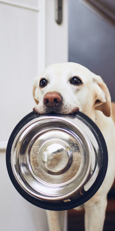 Köpeklere bu yiyecekleri sakın vermeyin