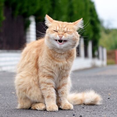 İnsanları kahkahalarından tanıyabilirsiniz