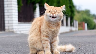 İnsanları kahkahalarından tanıyabilirsiniz