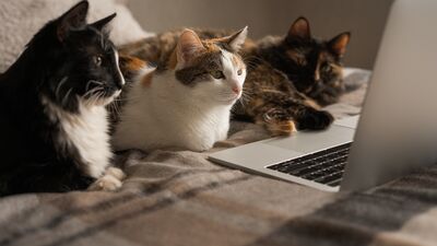 Ücretsiz yararlanabileceğiniz 5 film platformu