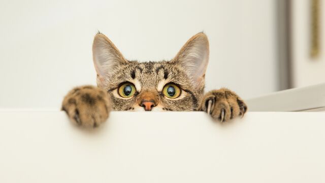 Kediler niçin kısırlaştırılıyor?