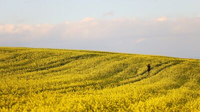 Kanolalar tarlaları sarıya boyadı
