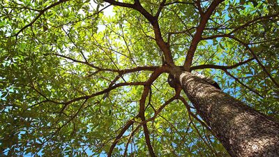 Ağaçlar bize ne öğretir?