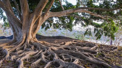 Nihan Pekersoy: "Gizlenmenin en iyi yolu apaçık ortada olmaktır tıpkı ağaçlar gibi"