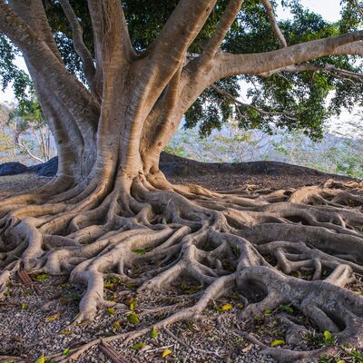 Nihan Pekersoy: “Gizlenmenin en iyi yolu apaçık ortada olmaktır tıpkı ağaçlar gibi”