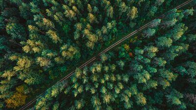 Orman banyosunun sağlığınıza 4 faydası