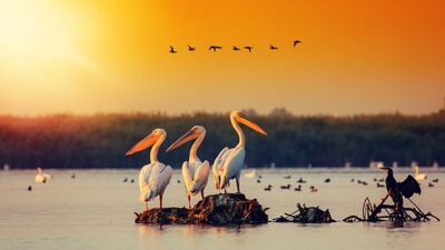 Vahşi yaşam alanları tehlikede!