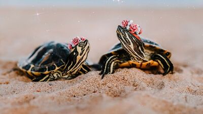 Kaplumbağalardan öğrenebileceğimiz 5 hayat dersi