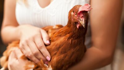 Tavuklar eskiden evcil hayvanlardı