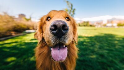 Köpekler hastalıkları koklayabilir mi?