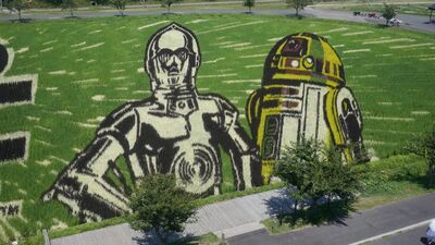 Sanat eserine dönüşen pirinç tarlaları