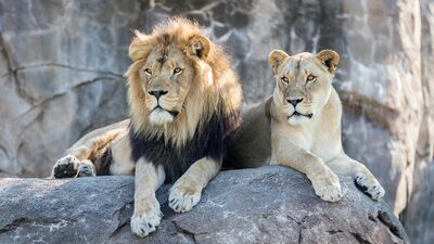 Ormanların kralı olsa da...