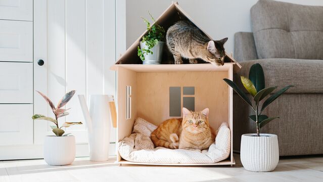 Kedi sahiplenmeden önce bilmeniz gereken şeyler var!