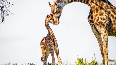 Hayvanların hamilelik süreleri ne kadar?
