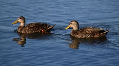 Sosyal medya mutsuz ediyorsa...