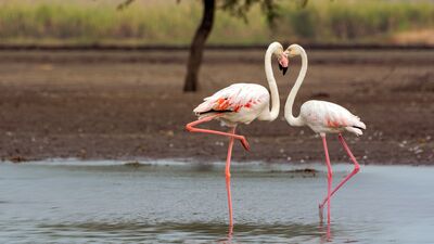 Aşkı hangi dilde konuşuyorsunuz?