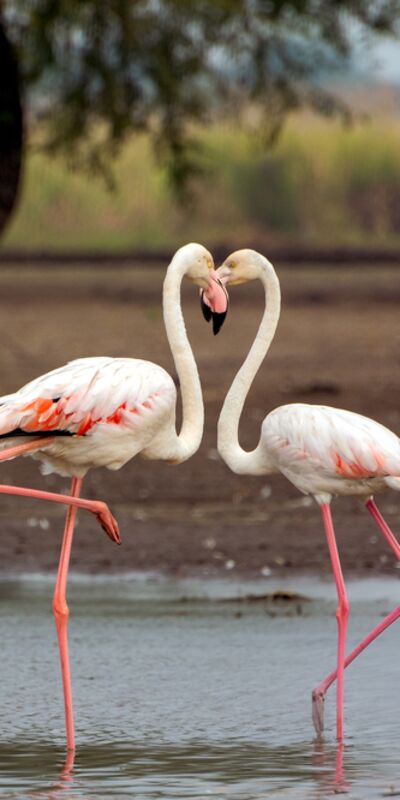 Aşkı hangi dilde konuşuyorsunuz?