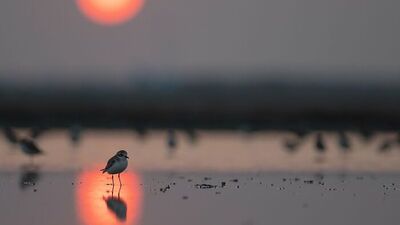 2022'nin en iyi kuş fotoğrafları