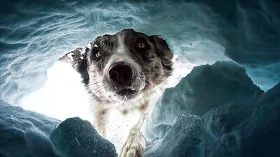 2022'nin en iyi köpek fotoğrafları