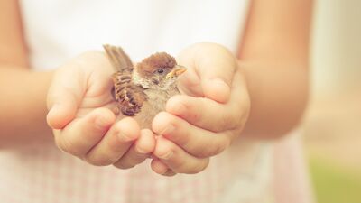 Nezaket, nezaket, nezaket…