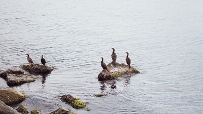 Deniz çekilmesi neden olur?