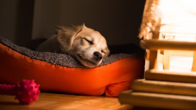 Kuzeye dönüp uyumayın!