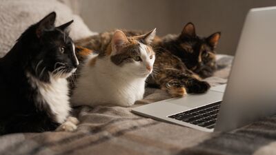 Haftanın yeni dizi ve filmleri