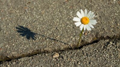 Zor durumlarda toparlanabilme becerisi: Resilience