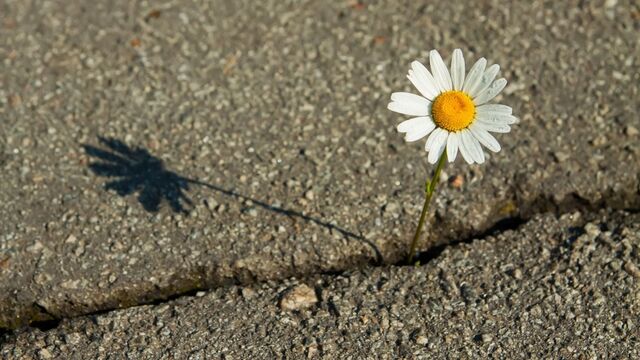 Zor durumlarda toparlanabilme becerisi: Resilience