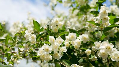 Ruh halinize iyi gelebilecek 9 koku