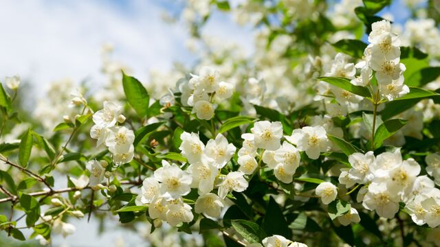 Ruh halinize iyi gelebilecek 9 koku