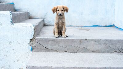 Hayvanları koruyalım: Deneysiz belediyeler
