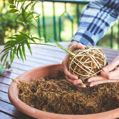 Bitkilerinize yuva yapın: Kokedama