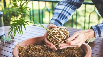 Bitkileriniz için yuva: Kokedama