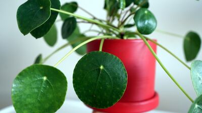 Para çiçeğinin (Pilea) anlamı ve faydaları