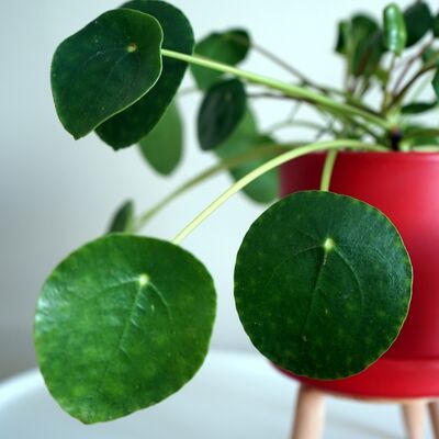 Para çiçeğinin (Pilea) anlamı ve faydaları