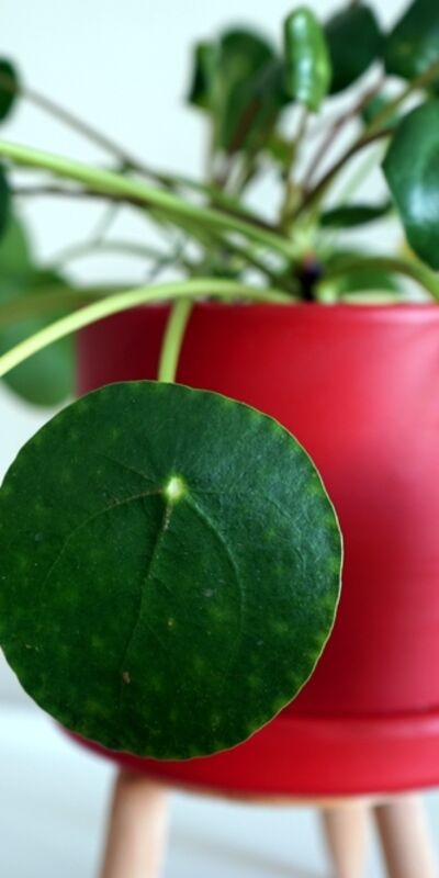 Para çiçeğinin (Pilea) anlamı ve faydaları
