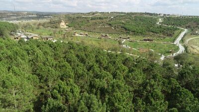 Orman özleyenlere: İstanbul'un ormanları