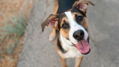 Sıcak havalarda sokak hayvanları için ne yapılabilir?