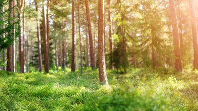 Akbelen ormanı direnişi: Bir doğa ve insanlık davası