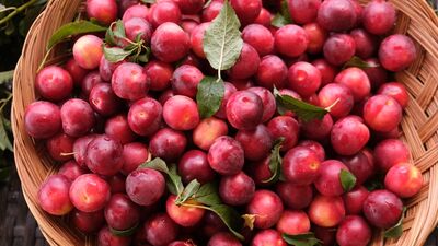 Kırmızı eriğin faydalarını biliyor musunuz?