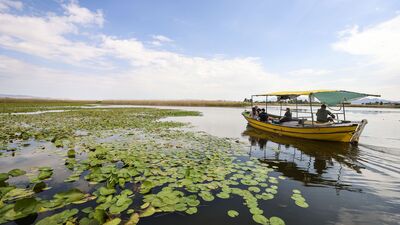 Nilüfer bahçesi: Beyşehir Gölü