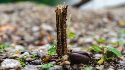 Balkon ve bahçe bitkilerini rüzgardan böyle koruyun
