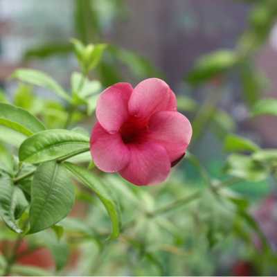Balkon ve bahçe bitkilerini rüzgardan böyle koruyun