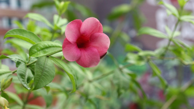  Balkon ve bahçe bitkilerini rüzgardan böyle koruyun