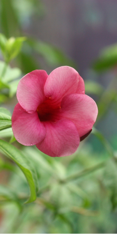 Balkon ve bahçe bitkilerini rüzgardan böyle koruyun