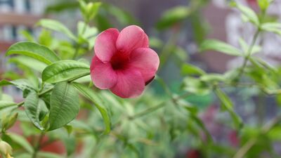 Balkon ve bahçe bitkilerini rüzgardan böyle koruyun